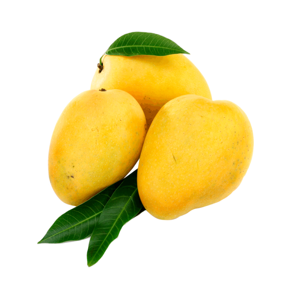 Ratnagiri Hapus 12 Mangos